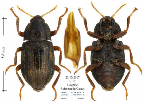 Oulimnius tuberculatus